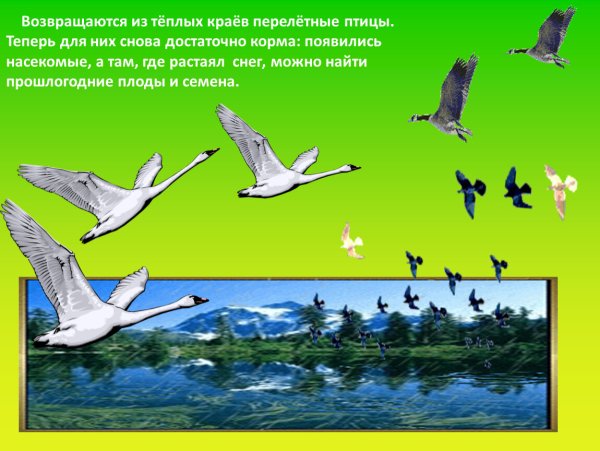 Возвращение перелетных птиц