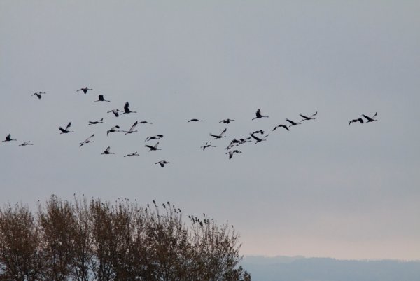 Птицы прилетают с Юга