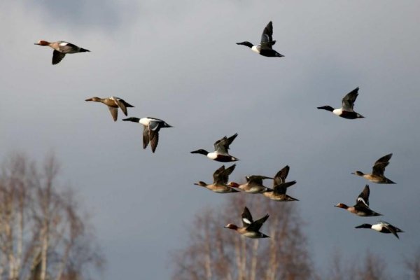 Птицы возвращаются
