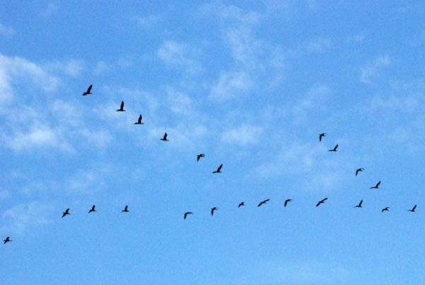 Перелетные птицы в лесу