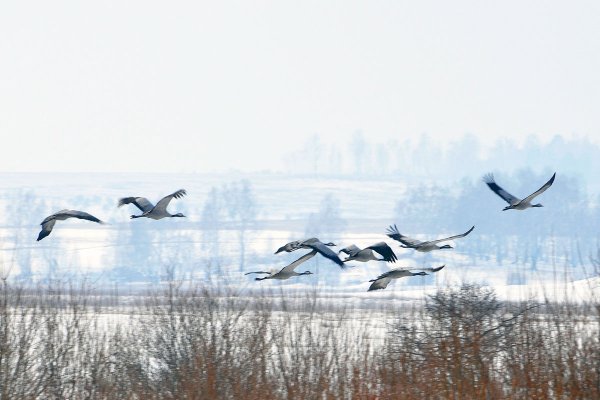 Перелет птиц