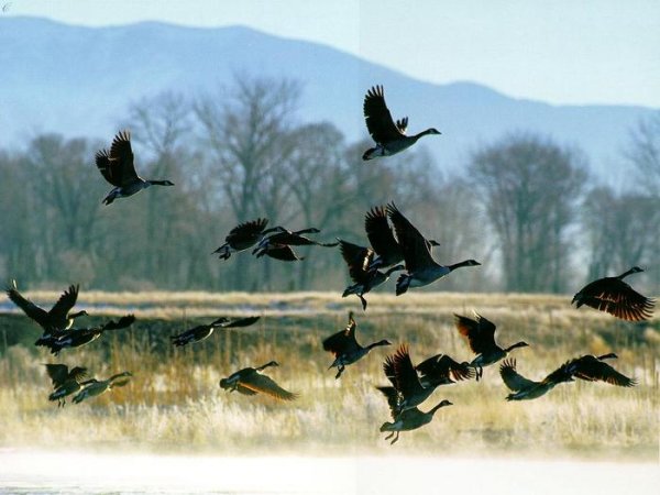 Перелётные птицы журавлиный Клин