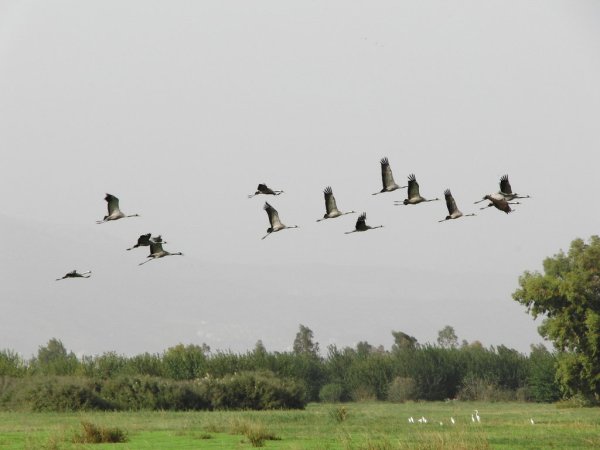 Презентация птицы прилетели