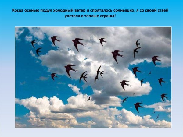 Птицы прилетели