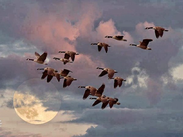 Стая лебедей