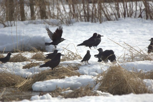 Лебеди летают стаями