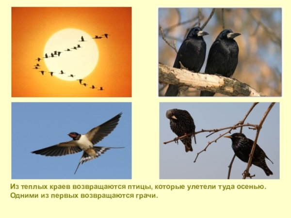 Птички прилетают весной