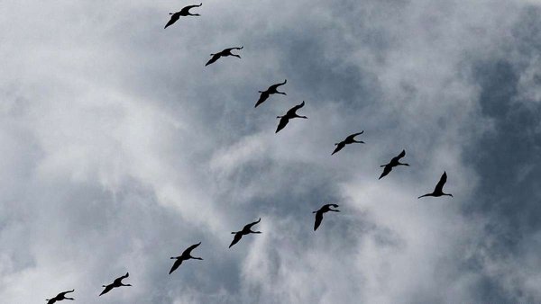 Возвращение грачей весной