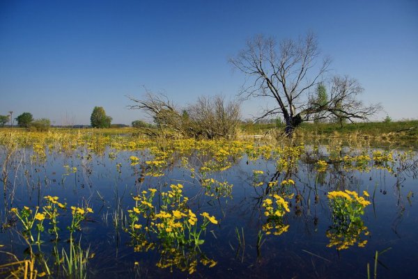 Природа весной в городе