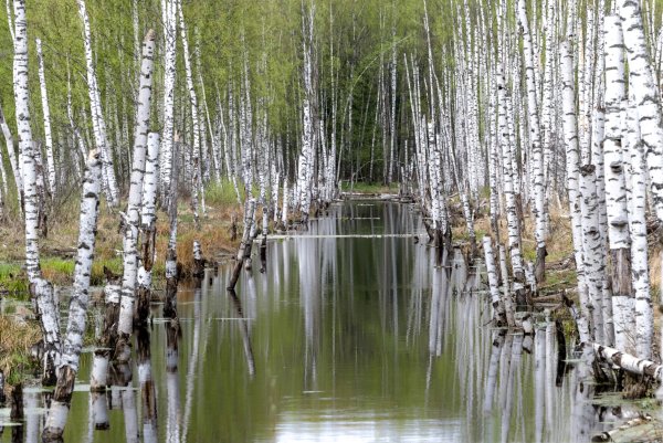 Цветущий луг Йеллоустоун