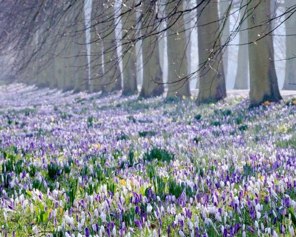 Альпийские Луга Абхазия