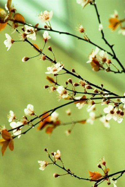 Ветка весной