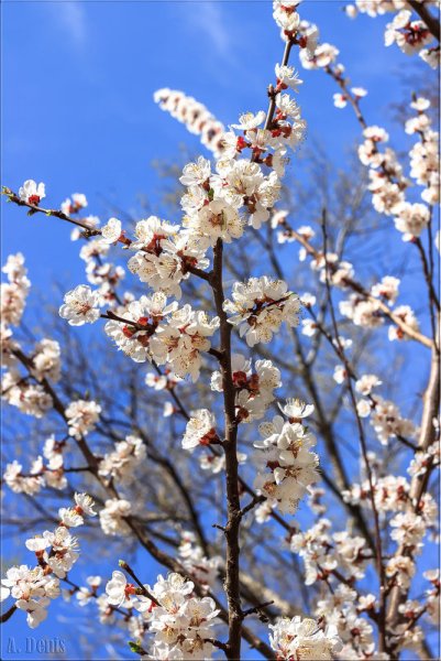 Весна апрель