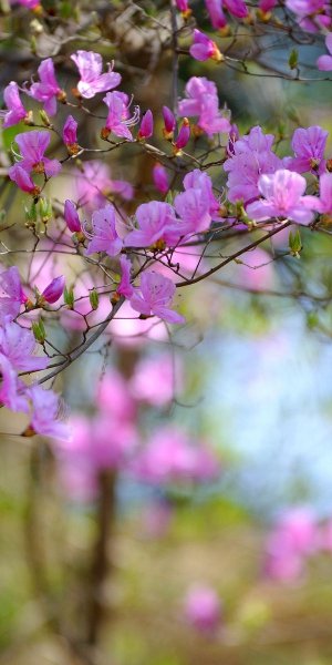 Апрельские цветы в природе