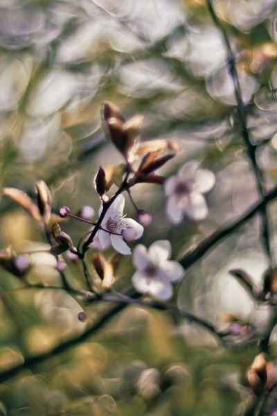 Коричневые весенние цветы