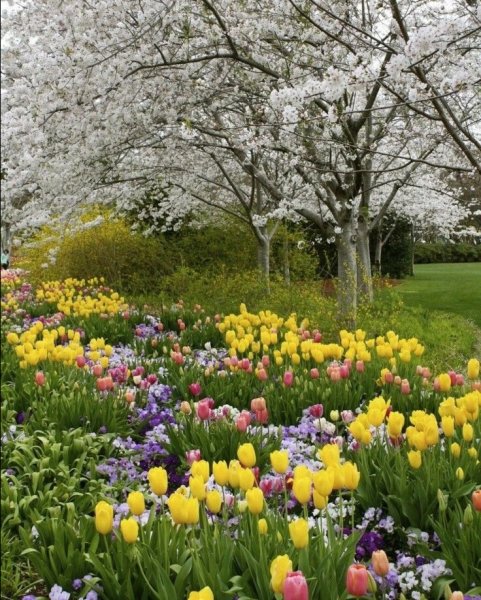 Природа Весна вертикальные