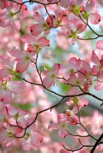 Весенний фон для презентации