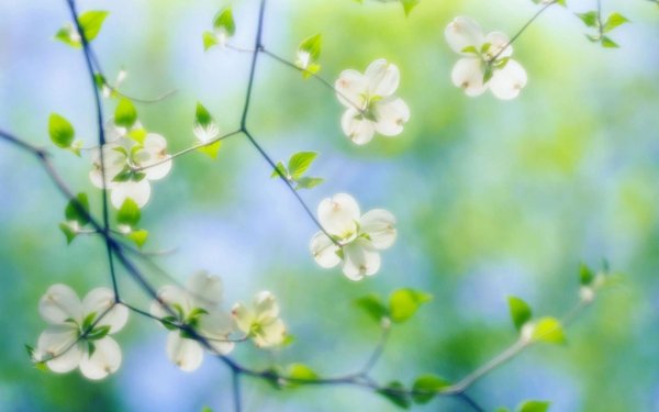 Береза весной