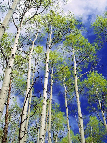 Весна природа