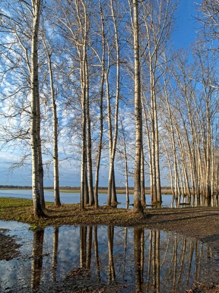 Яблони в цвету