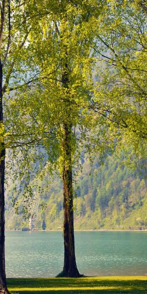 Цветы в лесу