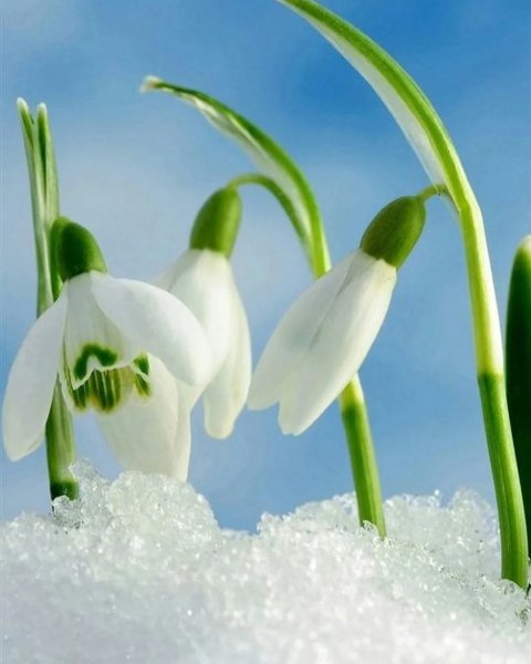 Весенние цветы