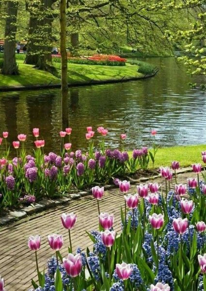 Весна подснежники крокусы