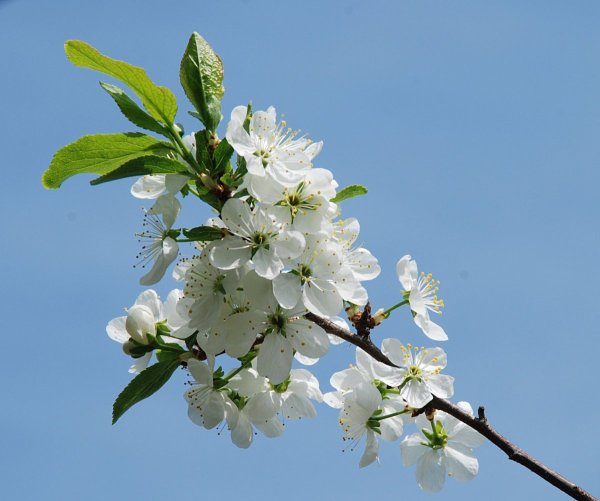 Весенняя ветка