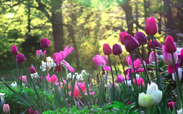 Весенняя Поляна с цветами