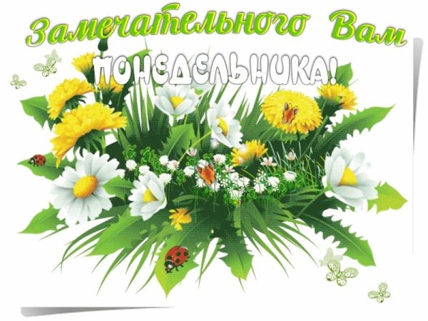 С добрым летним утром понедельника