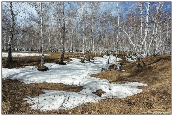 Первые ручьи и проталины в Новосибирске