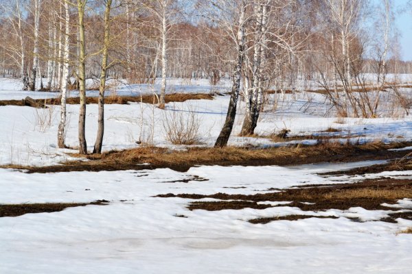 Первые проталины