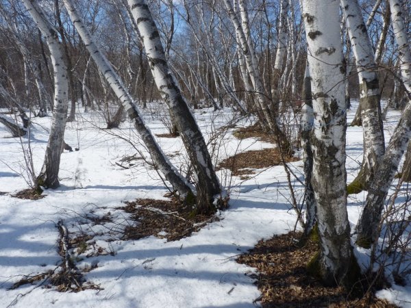 Весенняя Проталинка Левитана