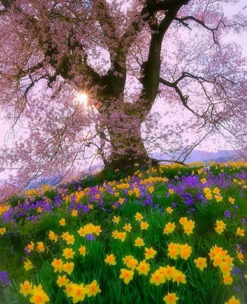 Поляна в лесу