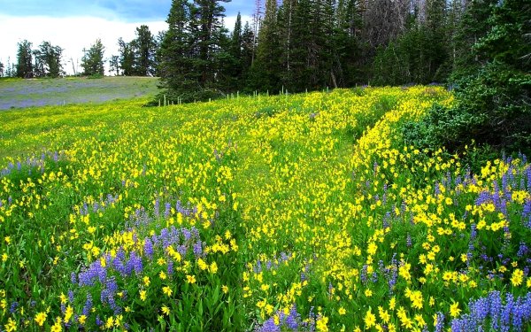 Лето в лесу