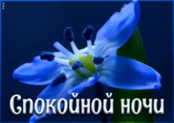 Спокойной ночи незабудки