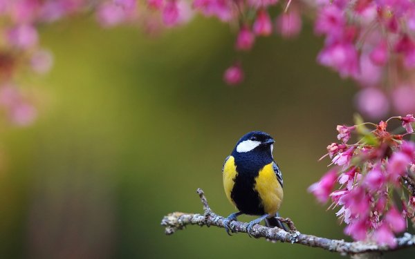 Весна капель