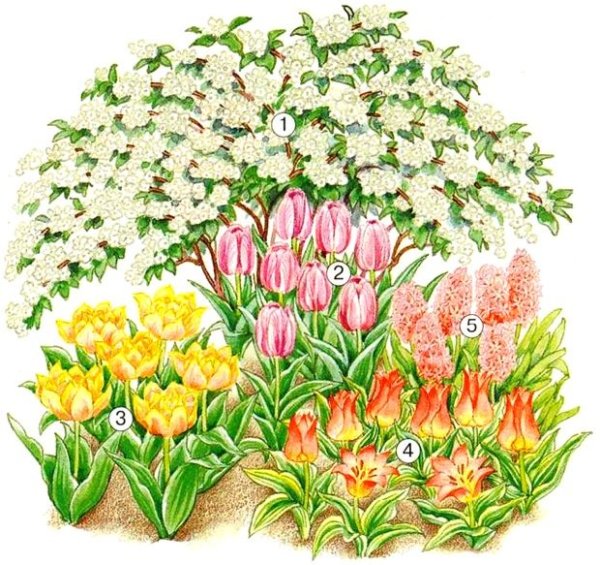 Клумба с цветами рисунок