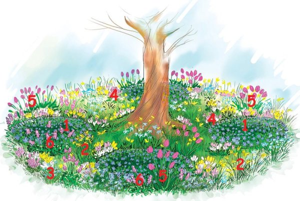 Схема клумбы под деревом