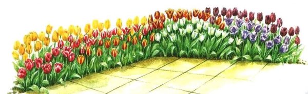 Схема клумбы с тюльпанами