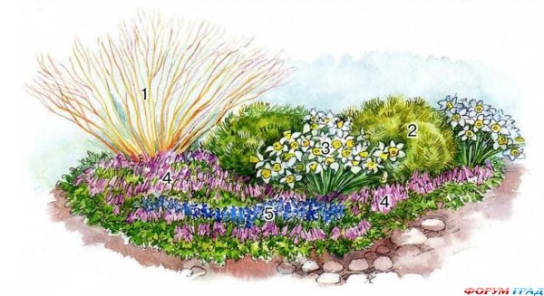 Цветник для весенних цветов луковичных