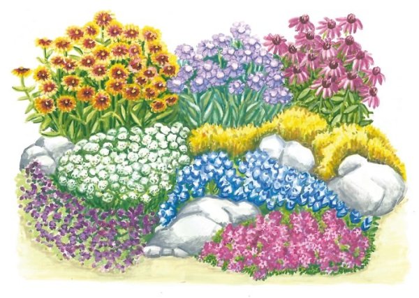 Узоры из тюльпанов на клумбе