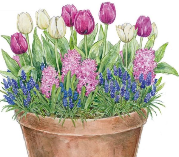 Весенняя клумба из луковичных схема