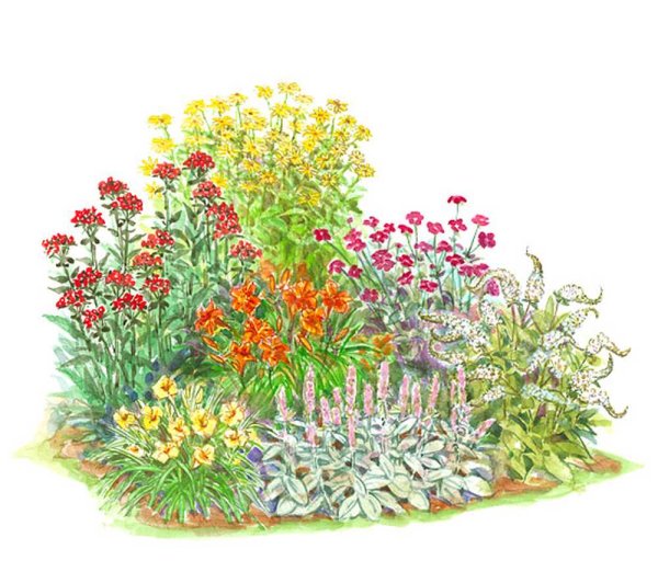 Клумба непрерывного цветения нарциссы ирисы