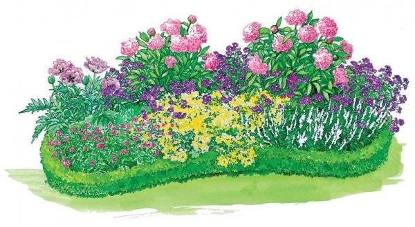 Бегония в миксбордере