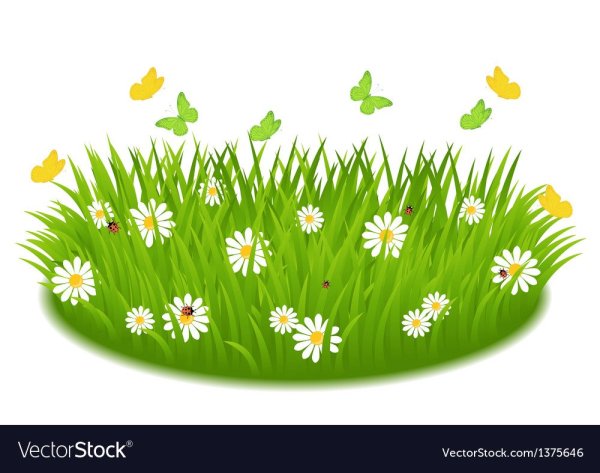 Клумба с калиной бульденеж схема