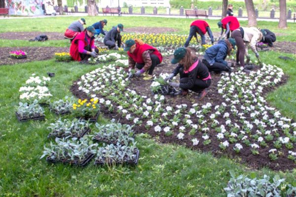 Клумба алиссум и Анютины глазки