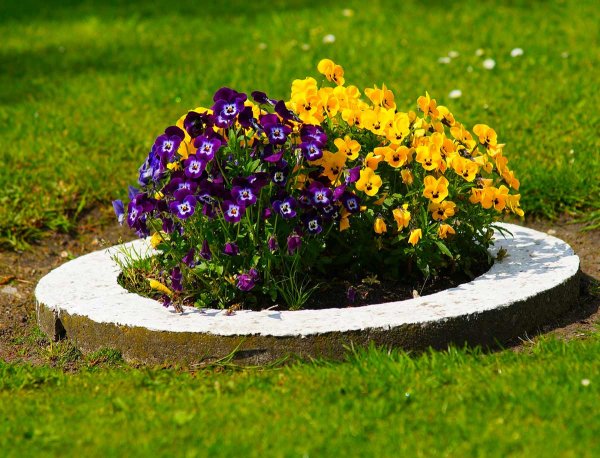 Рабатка Тунберга