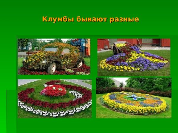 Клумба из однолетников вид сбоку