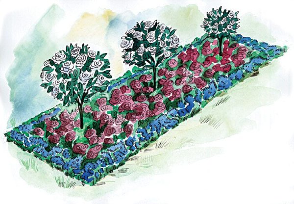 Нарциссы в ландшафте